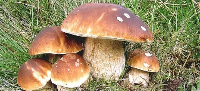 ANNULLATA SERATA Gruppo Micologico Barlassina e Biblioteca Comunale