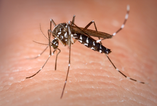 Ordinanza per la prevenzione ed il controllo delle malattie trasmesse da insetti vettori ed in particolare dalla zanzara tigre (Aedes albopictus)